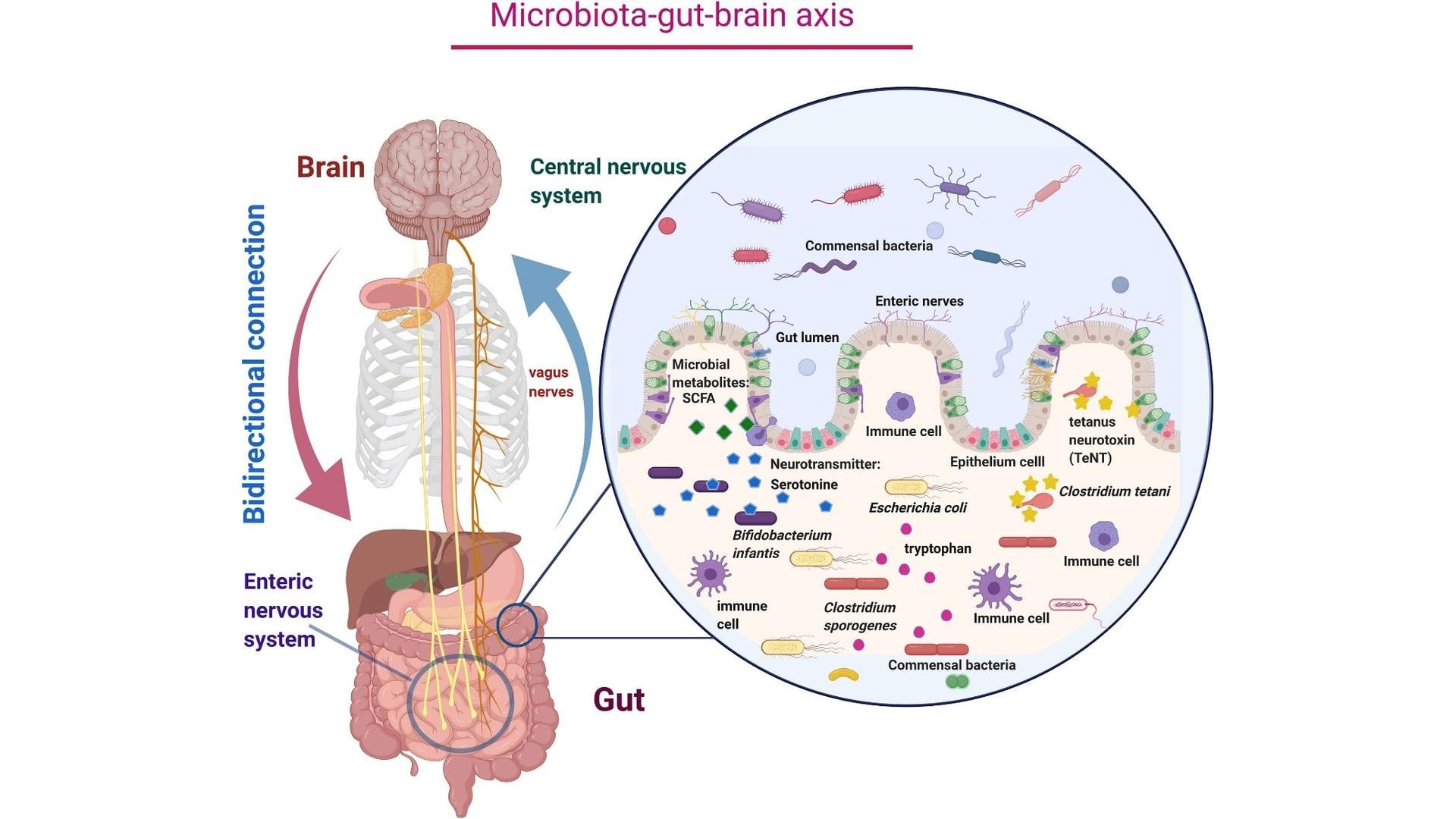 ارتباط میکروبیوم روده و اوتیسم؛ پارادایم جدید در درمانهای ۲۰۲۵ و ۲۰۲۶